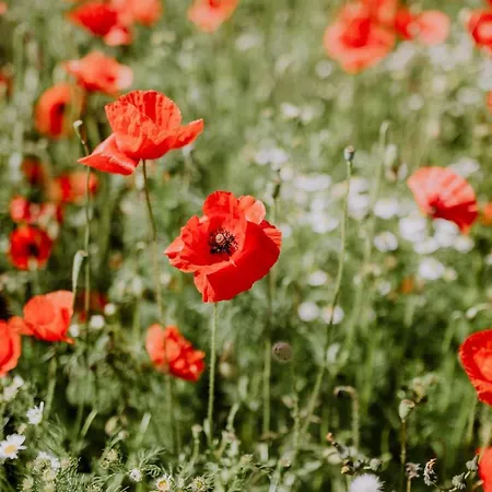 Port An Der Marina Appartamento Puddemin