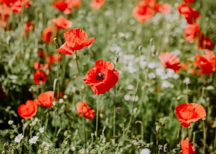 Port An Der Marina アパート Puddemin